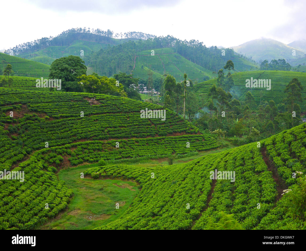 Champs de thé près de Nuwara Eliya, Sri Lanka Banque D'Images