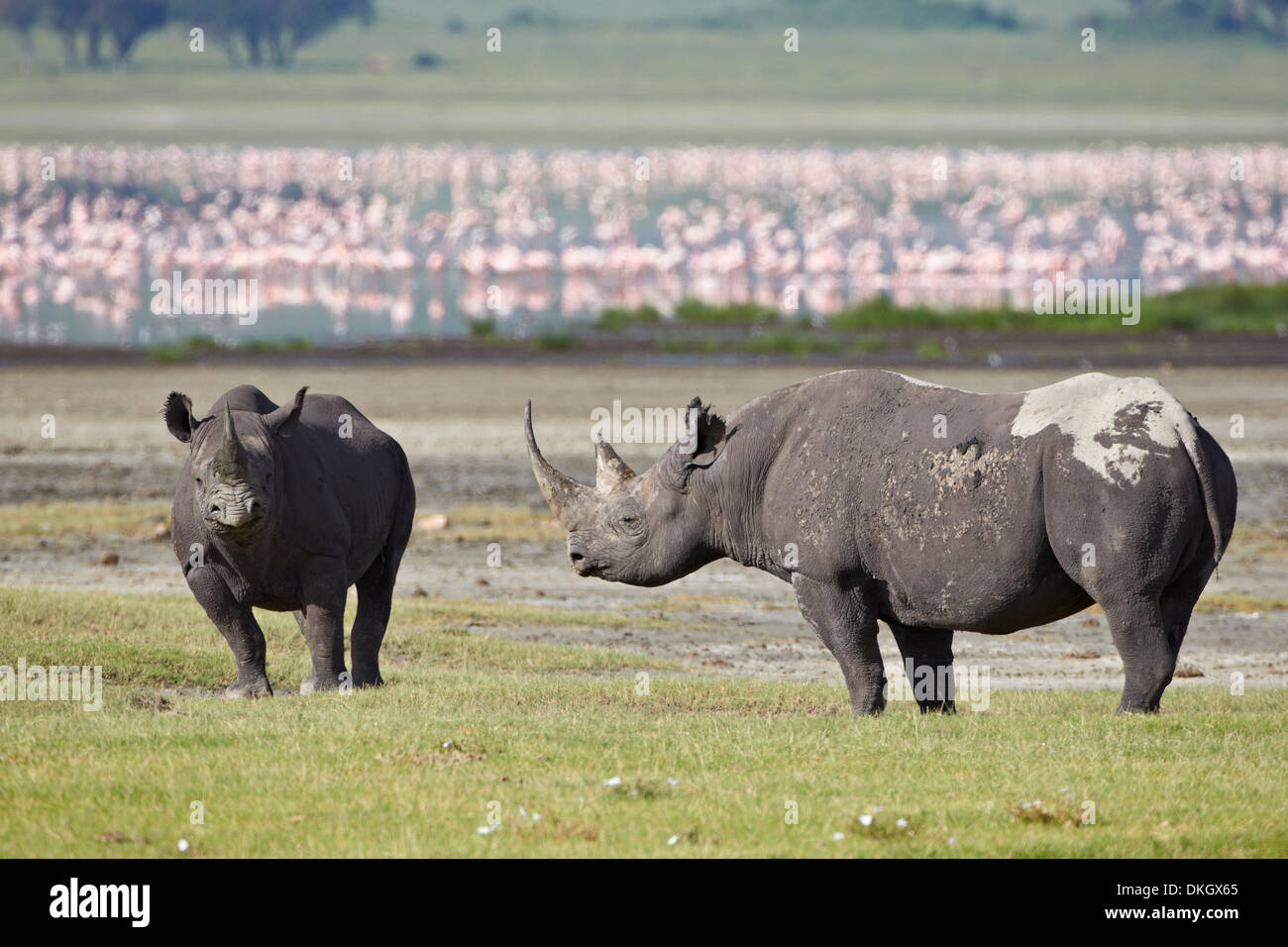 Deux rhinocéros noir (hook-lipped rhinoceros) (Diceros bicornis), le cratère du Ngorongoro, en Tanzanie, Afrique de l'Est, l'Afrique Banque D'Images
