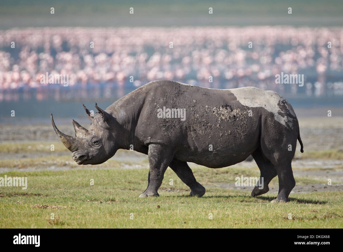 Le rhinocéros noir (hook-lipped rhinoceros) (Diceros bicornis), le cratère du Ngorongoro, en Tanzanie, Afrique de l'Est, l'Afrique Banque D'Images
