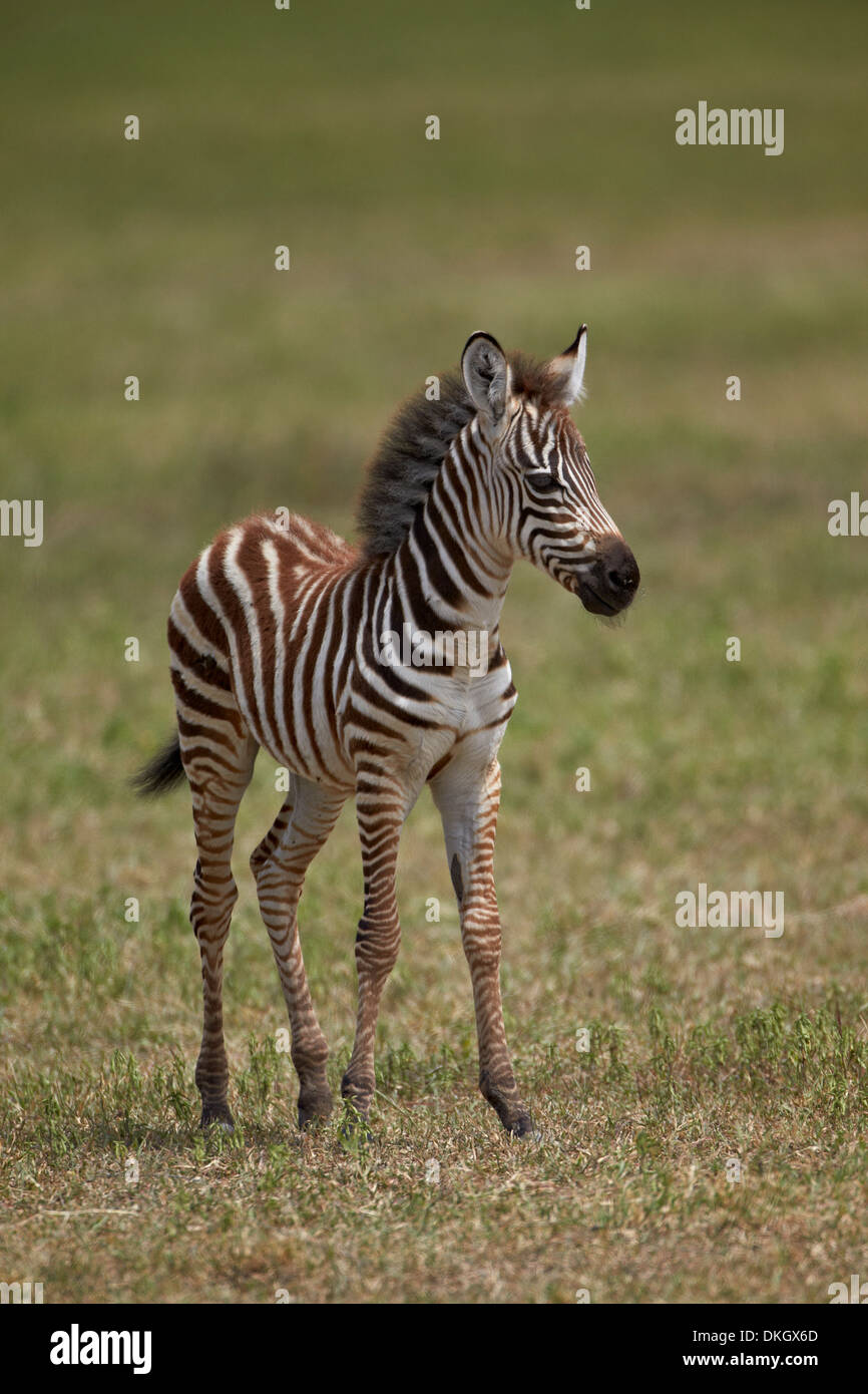 La moule commune (zèbre des plaines) (le zèbre de Burchell (Equus burchelli) Colt, le cratère du Ngorongoro, en Tanzanie, Afrique de l'Est, l'Afrique Banque D'Images
