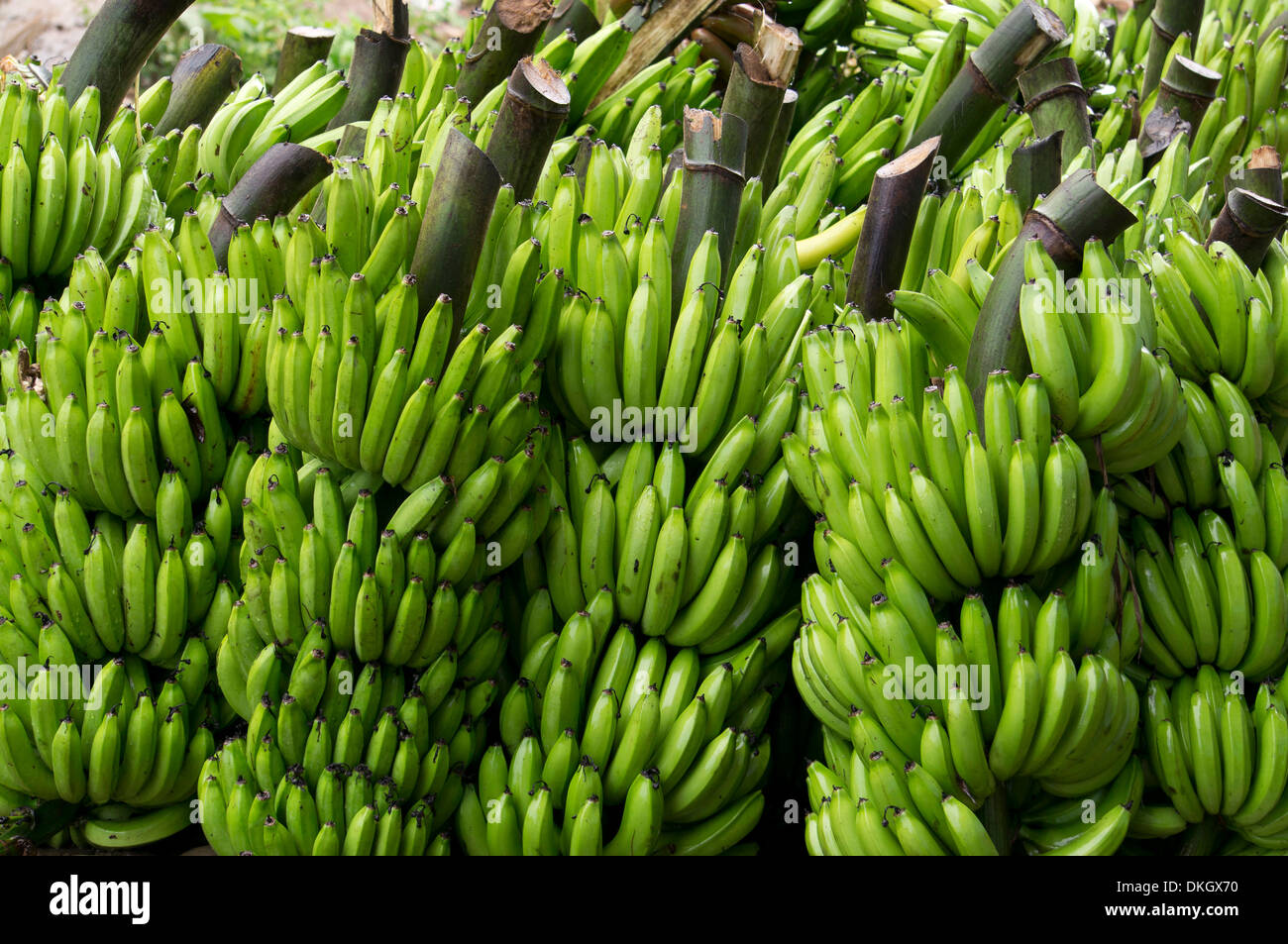 Bananes fraîchement coupé, le Pérou, Amérique du Sud Banque D'Images