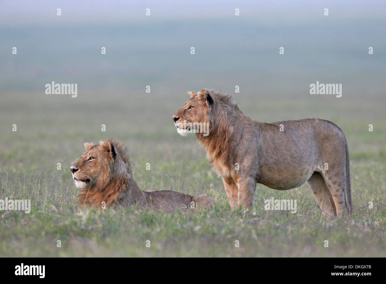 Deux jeunes hommes lions (Panthera leo), le cratère du Ngorongoro, en Tanzanie, Afrique de l'Est, l'Afrique Banque D'Images