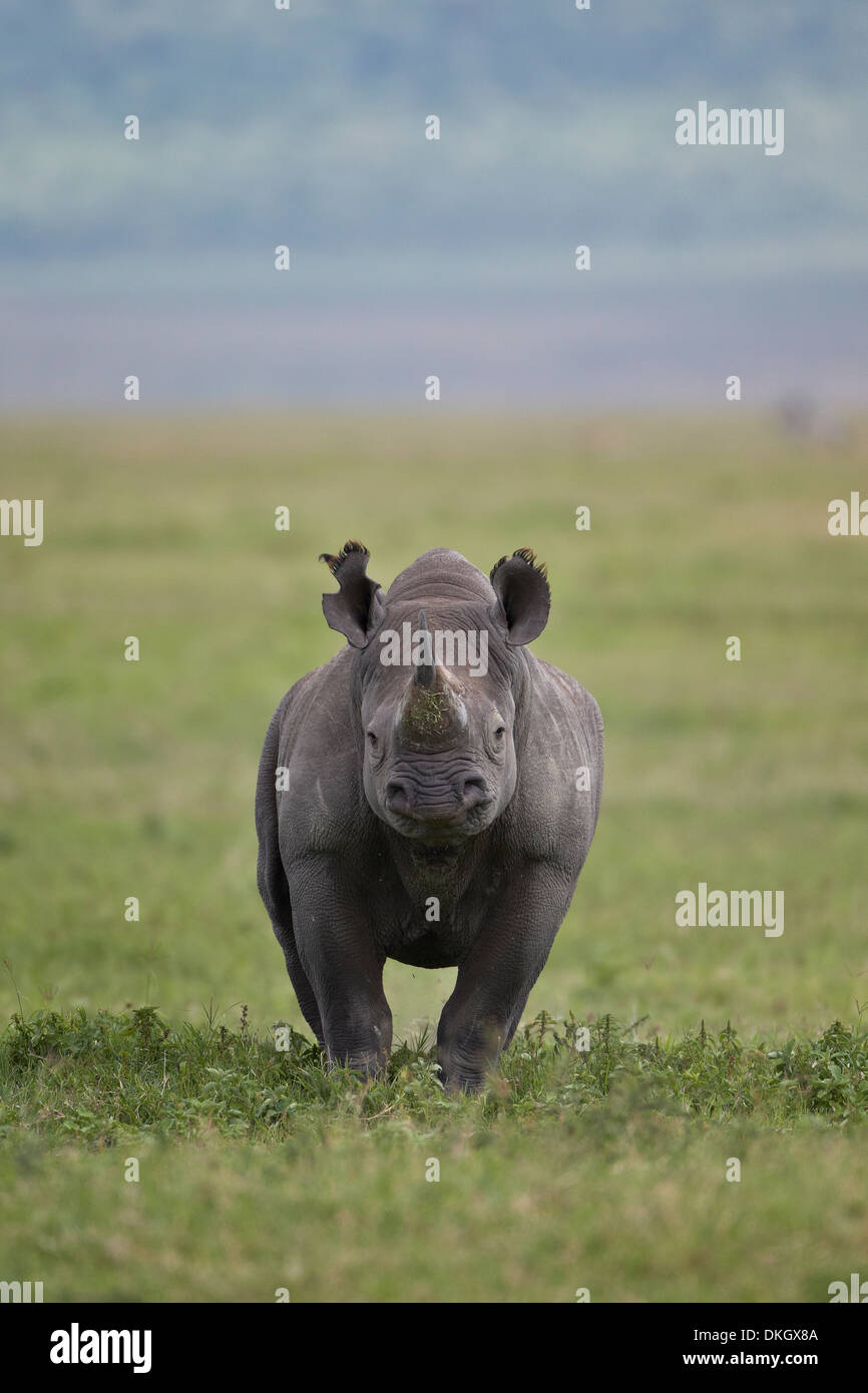 Le rhinocéros noir (hook-lipped rhinoceros) (Diceros bicornis), le cratère du Ngorongoro, en Tanzanie, Afrique de l'Est, l'Afrique Banque D'Images