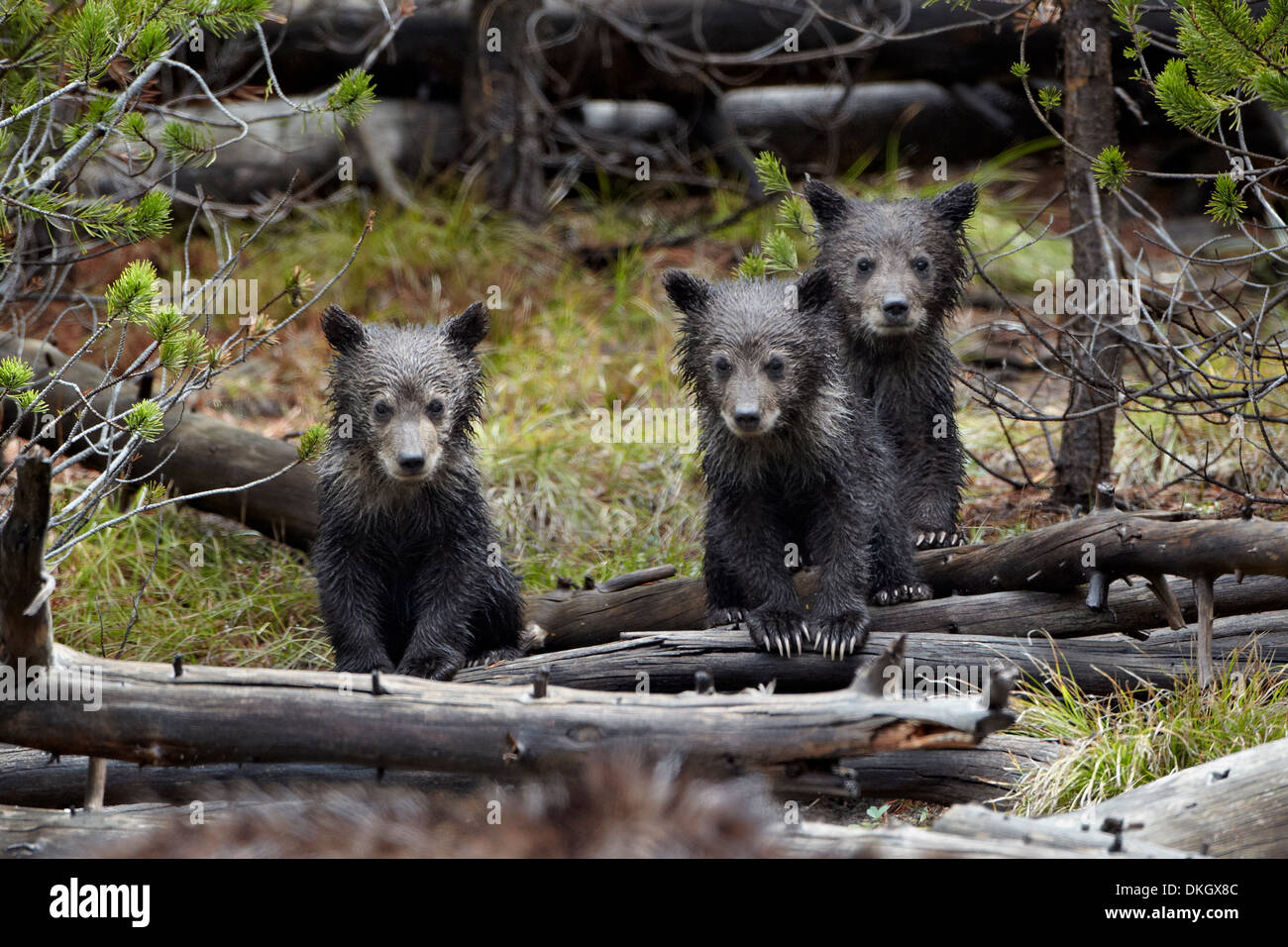 Trois ours grizzli (Ursus arctos horribilis) petits de l'année, le Parc National de Yellowstone, Wyoming, USA Banque D'Images