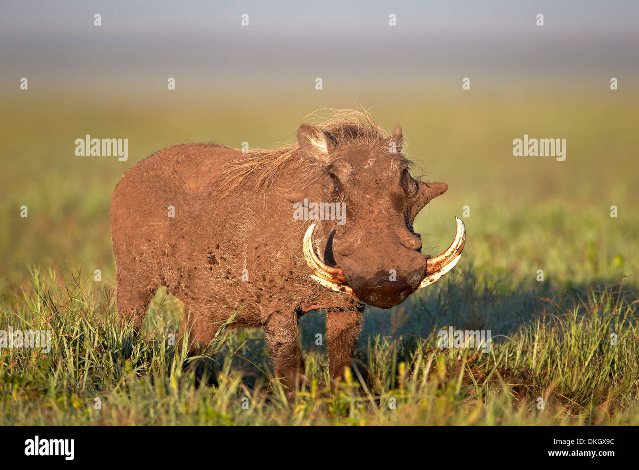 Phacochère (Phacochoerus aethiopicus), le cratère du Ngorongoro, en Tanzanie, Afrique de l'Est, l'Afrique Banque D'Images