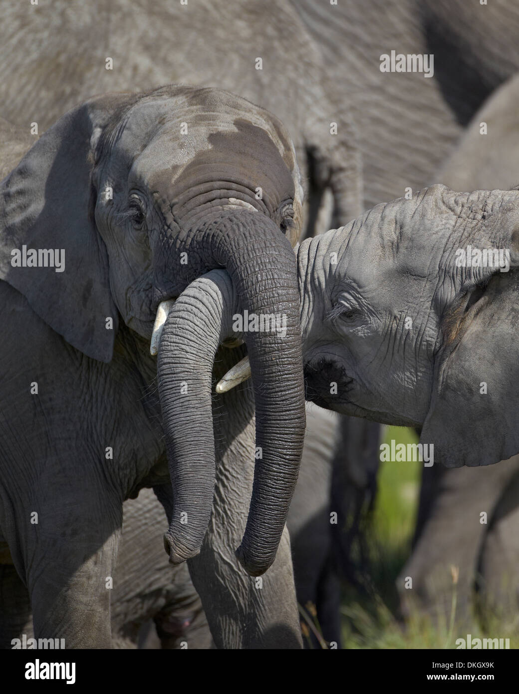 Deux jeunes African elephant (Loxodonta africana) de jouer, le Parc National du Serengeti, Tanzanie, Afrique orientale, Afrique du Sud Banque D'Images