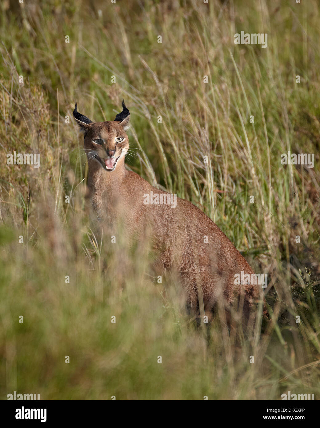 Caracal (Caracal caracal) appelant son petit, le Parc National du Serengeti, Tanzanie, Afrique orientale, Afrique du Sud Banque D'Images