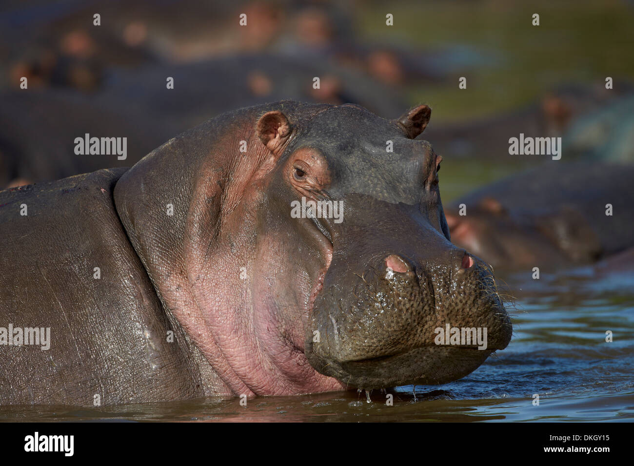 Hippopotame (Hippopotamus amphibius), Parc National de Serengeti, Tanzanie, Afrique orientale, Afrique du Sud Banque D'Images