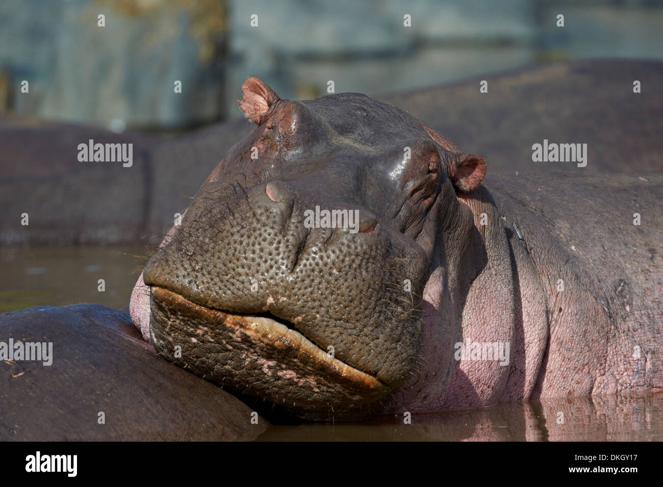 Hippopotame (Hippopotamus amphibius), Parc National de Serengeti, Tanzanie, Afrique orientale, Afrique du Sud Banque D'Images