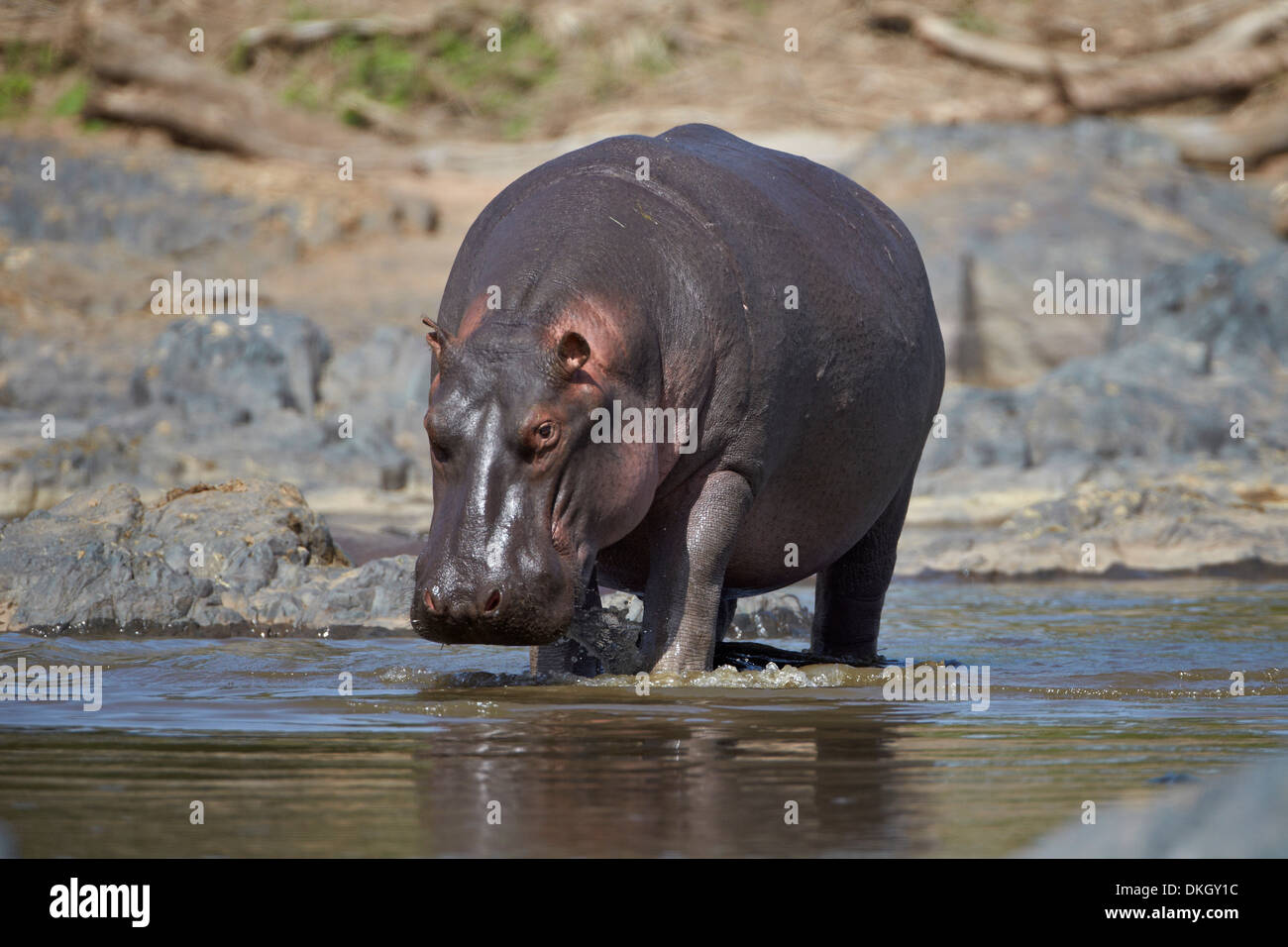 Hippopotame (Hippopotamus amphibius), Parc National de Serengeti, Tanzanie, Afrique orientale, Afrique du Sud Banque D'Images