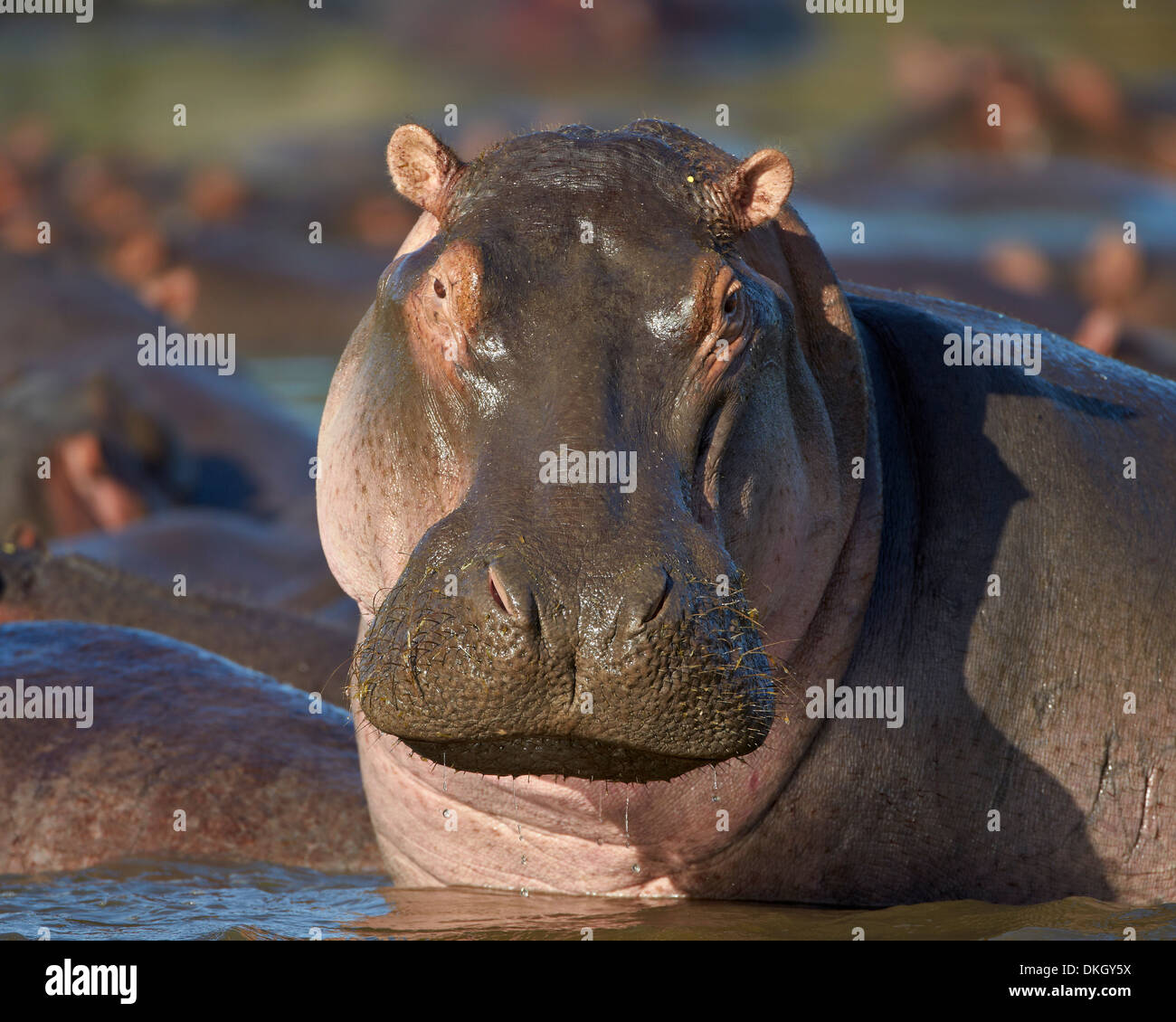 Hippopotame (Hippopotamus amphibius), Parc National de Serengeti, Tanzanie, Afrique orientale, Afrique du Sud Banque D'Images