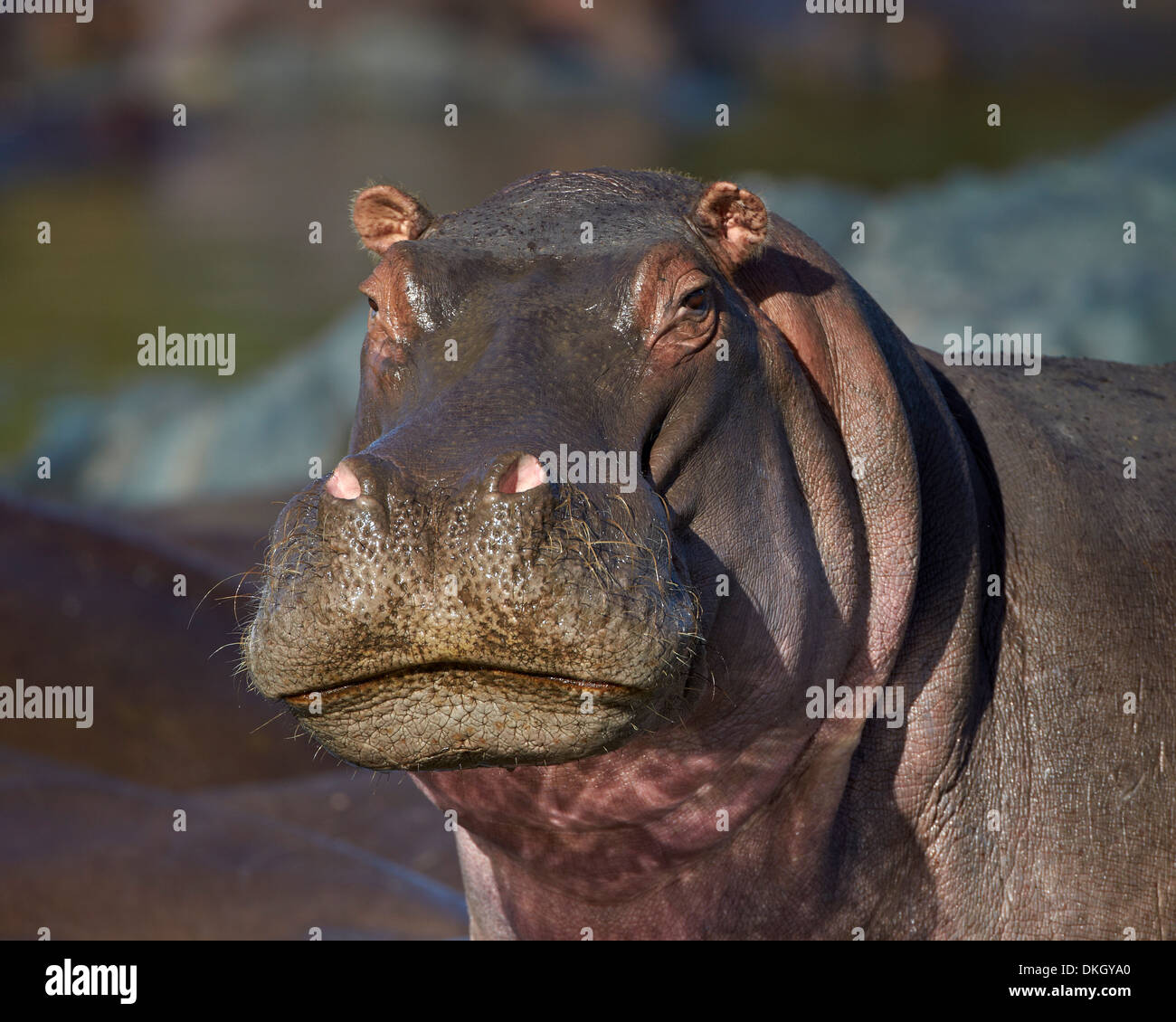 Hippopotame (Hippopotamus amphibius), Parc National de Serengeti, Tanzanie, Afrique orientale, Afrique du Sud Banque D'Images