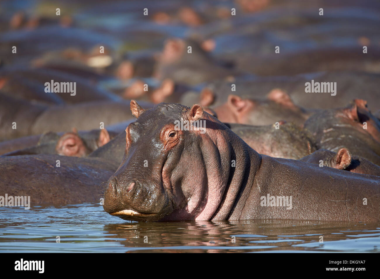 Hippopotame (Hippopotamus amphibius), Parc National de Serengeti, Tanzanie, Afrique orientale, Afrique du Sud Banque D'Images