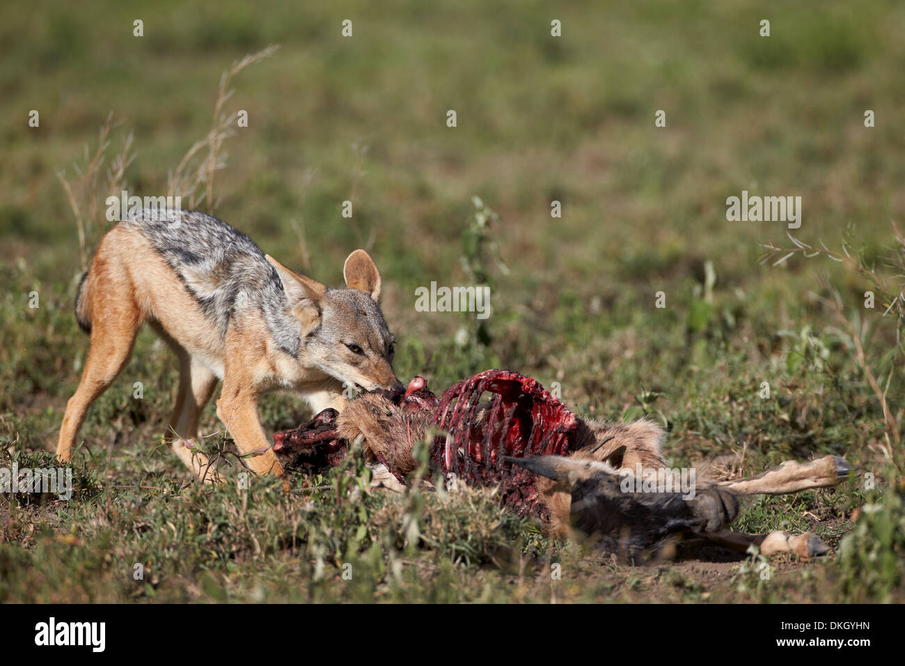 Le chacal à dos noir (Canis mesomelas) à un veau, le gnou bleu tuer le Parc National du Serengeti, Tanzanie, Afrique orientale, Afrique du Sud Banque D'Images