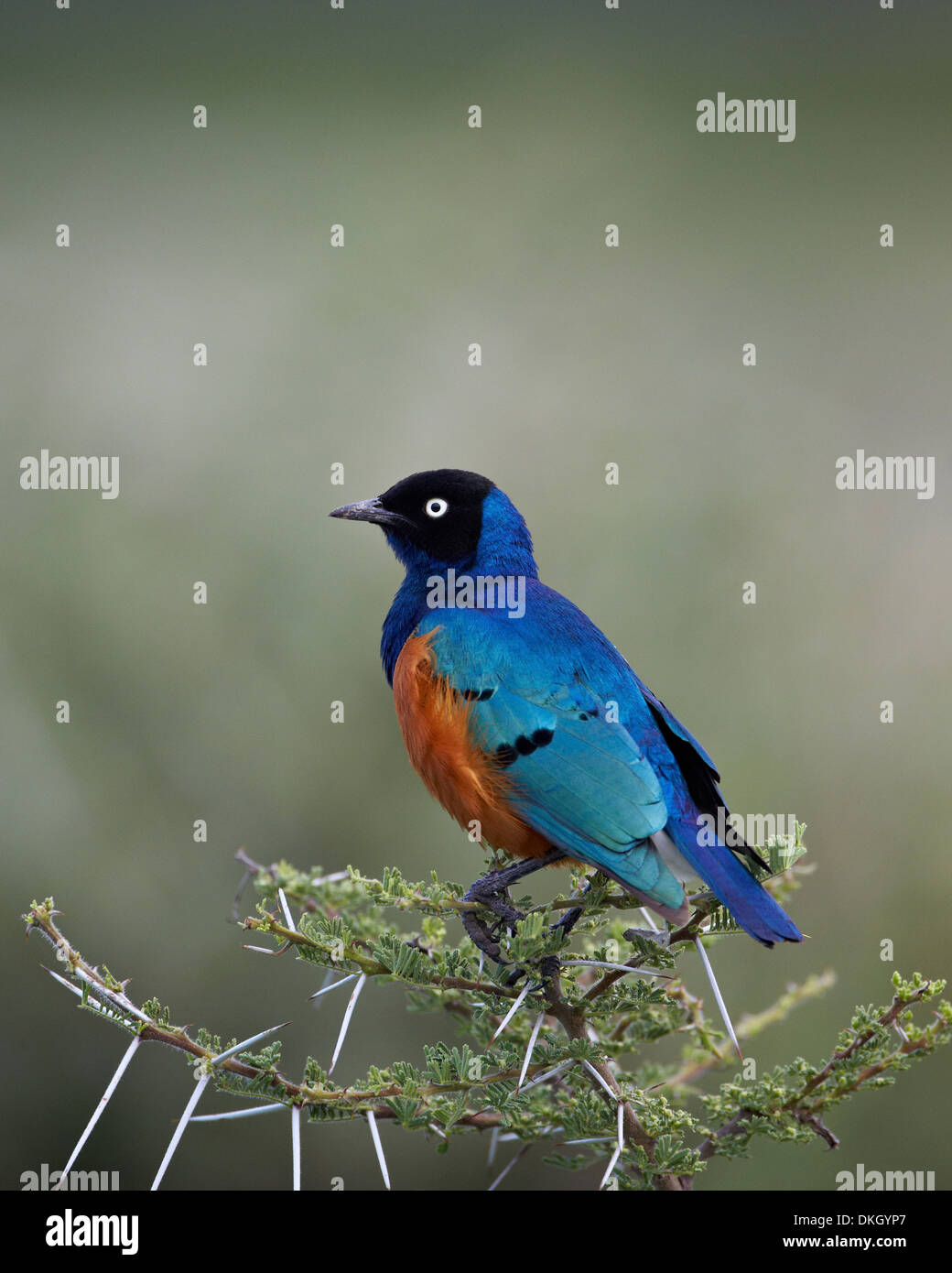 Superbe starling (Lamprotornis superbus), Parc National de Serengeti, Tanzanie, Afrique orientale, Afrique du Sud Banque D'Images