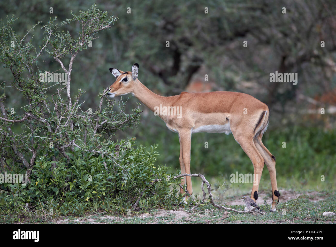 Impala (Aepyceros melampus) doe manger, Parc National de Serengeti, Tanzanie, Afrique orientale, Afrique du Sud Banque D'Images
