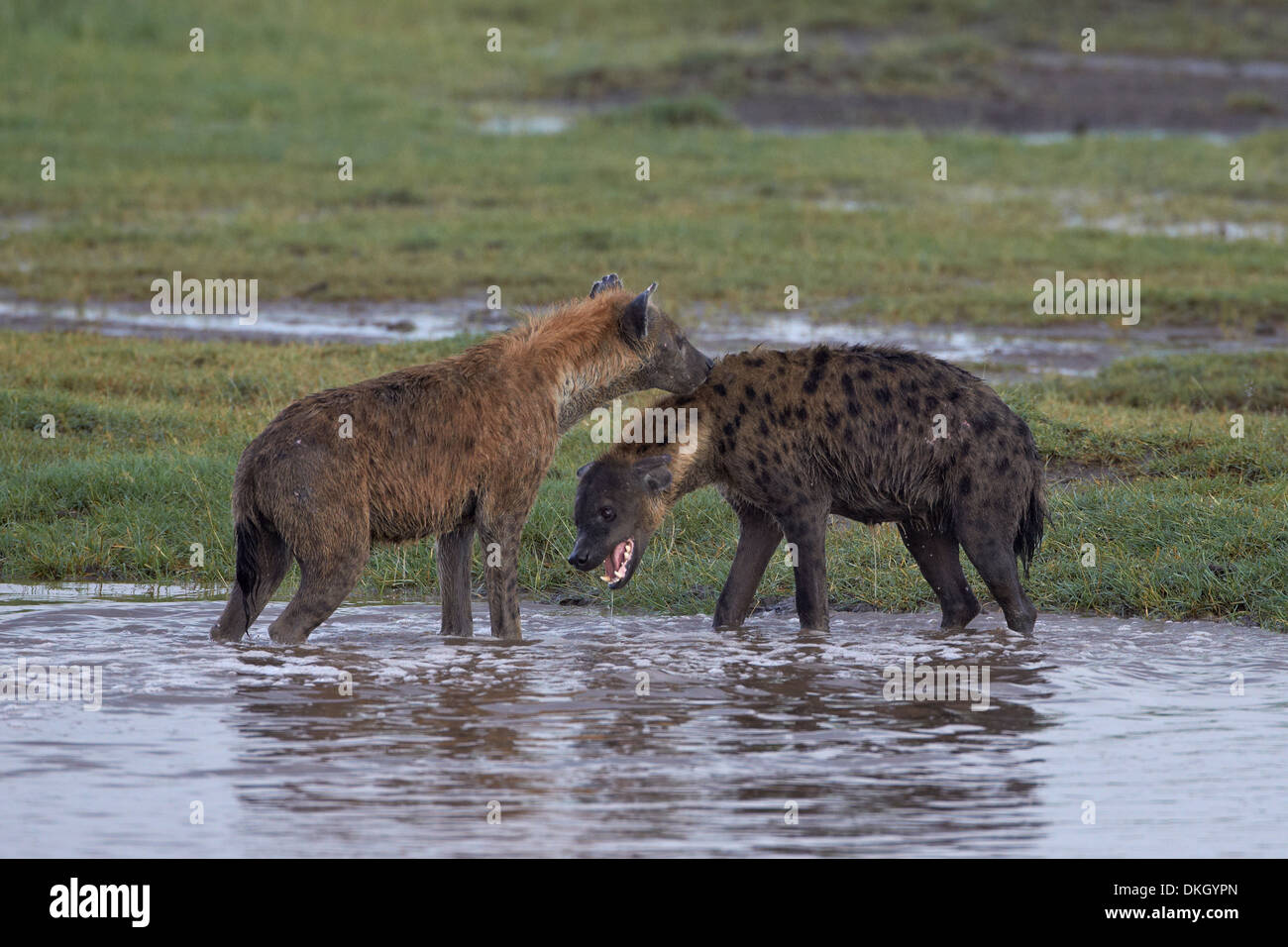 L'Hyène tachetée (deux) l'Hyène tachetée (Crocuta crocuta), Parc National de Serengeti, Tanzanie, Afrique orientale, Afrique du Sud Banque D'Images