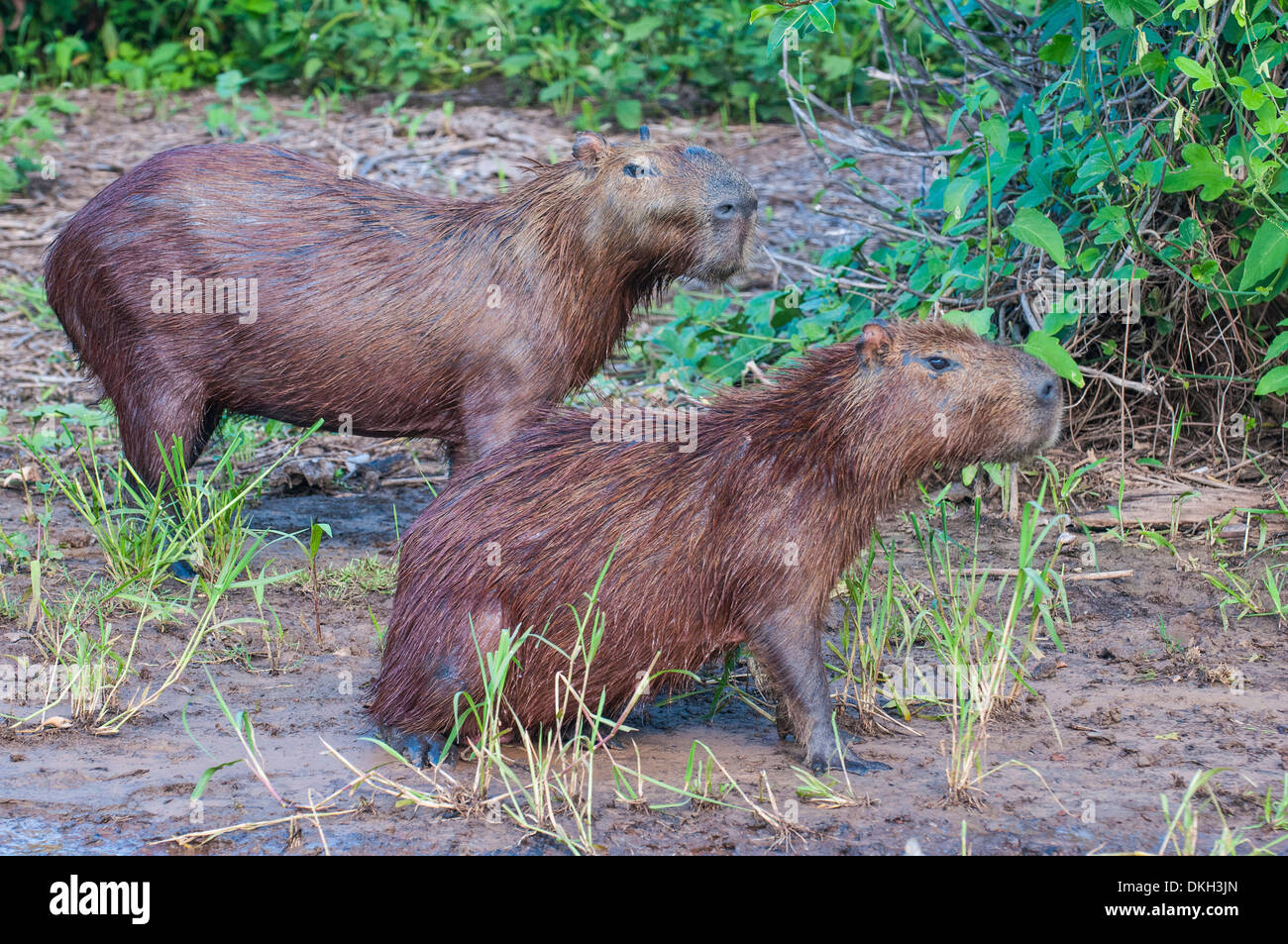 Capybara (Hydrochoerus hydrochaeris), Aire de conservation du Pantanal, UNESCO World Heritage Site, Brésil, Amérique du Sud Banque D'Images