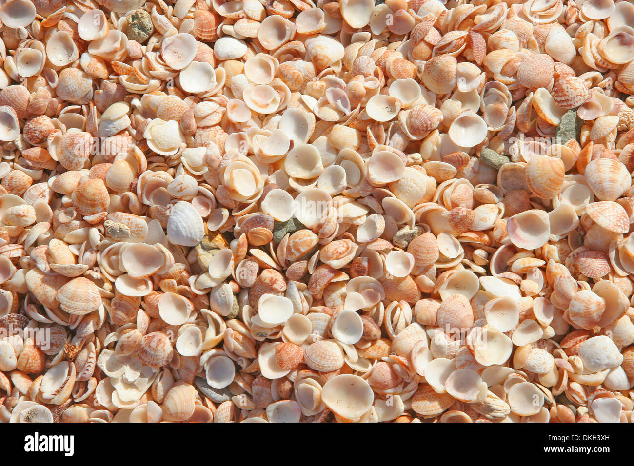 Close up d'obus sur une plage. Les réservoirs sont très petites avec des teintes variant du rose pâle, orange et blanc, St Kitts, Caraïbes. Banque D'Images
