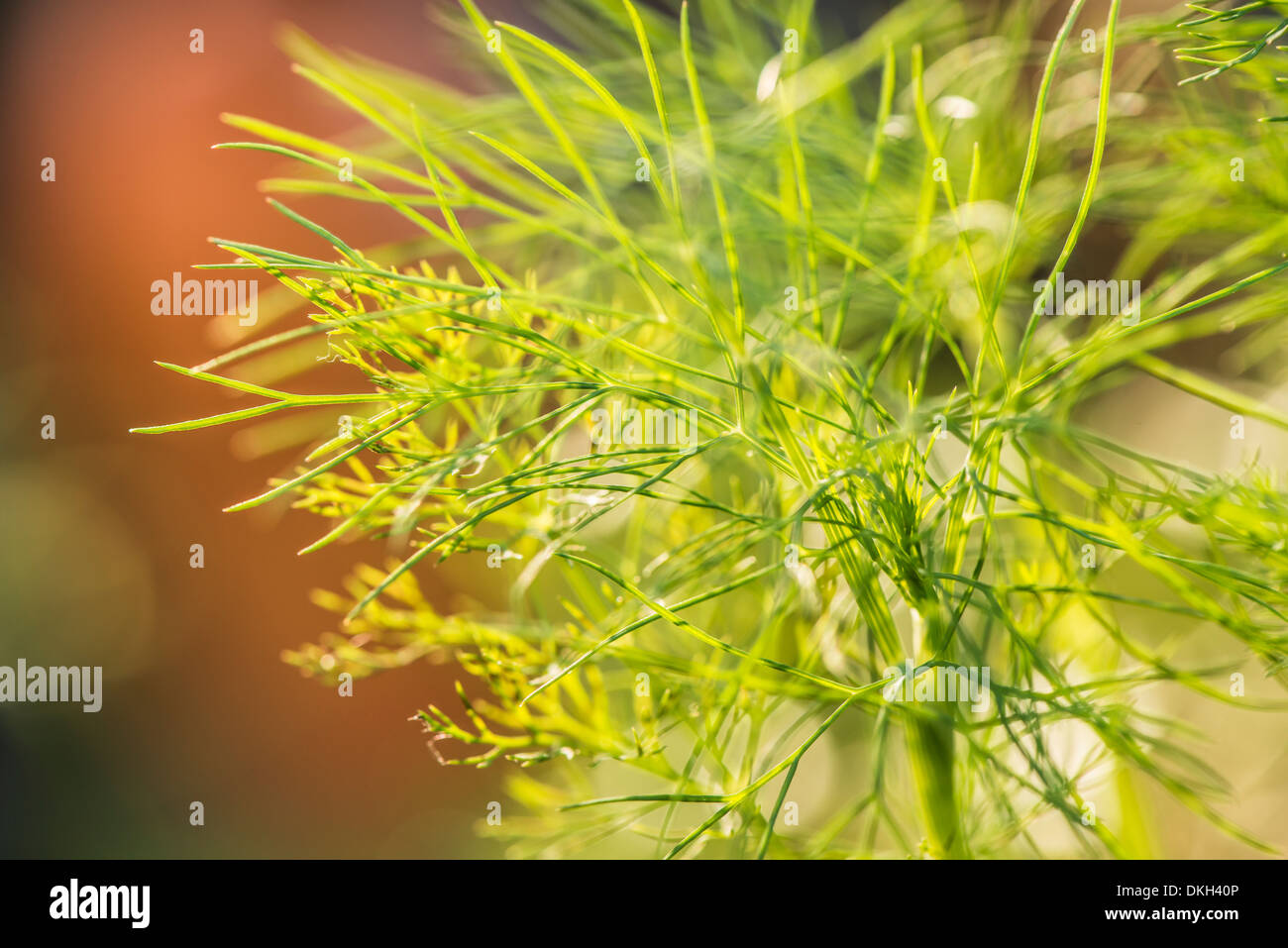 Gros plan du cultivés bio aneth (Anethum graveolens) growing in garden Banque D'Images