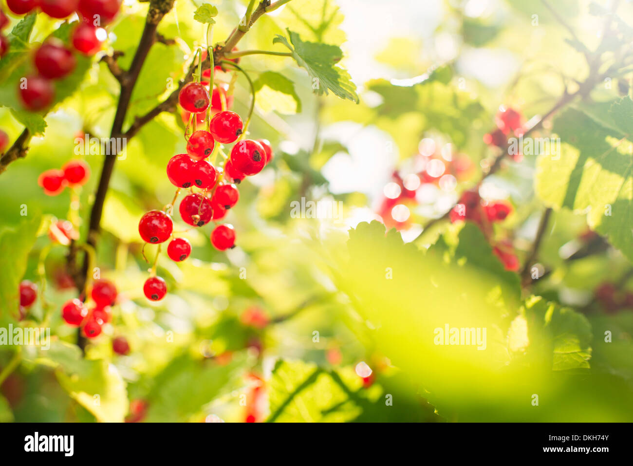 Groseilles rouges (Ribes rubrum) croissant dans un jardin Banque D'Images
