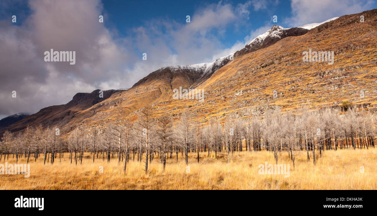 La ligne des arbres, Glen Torridon, Wester Ross, Highlands, Scotland Banque D'Images