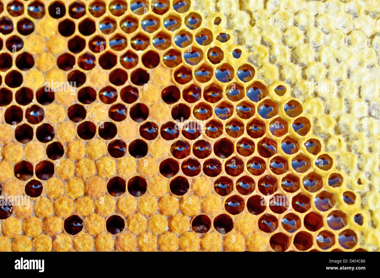 Le miel en gros plan d'abeilles Banque D'Images