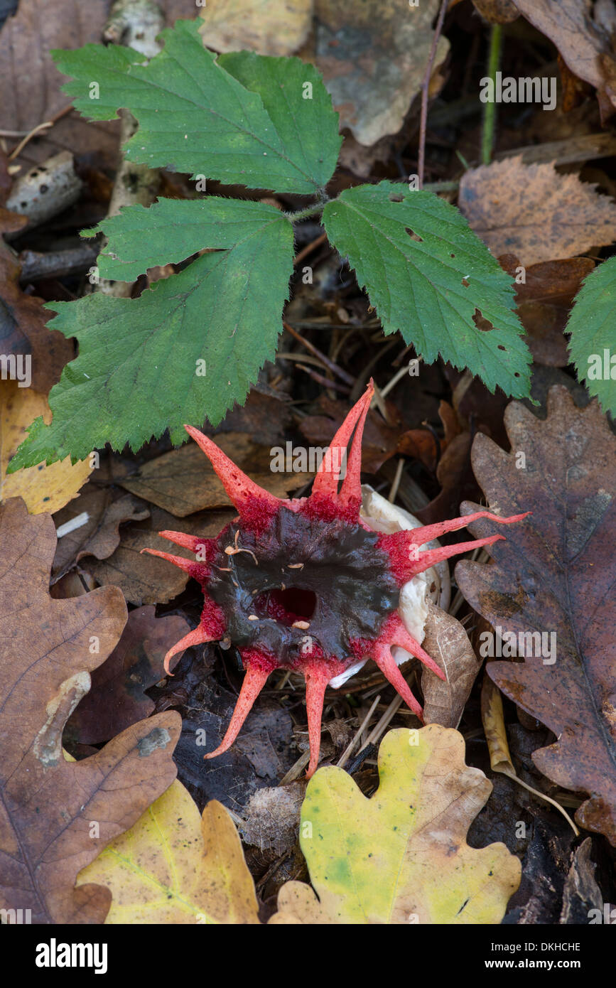 Étoile de champignon : Aseroe rubra. Surrey, Angleterre Banque D'Images