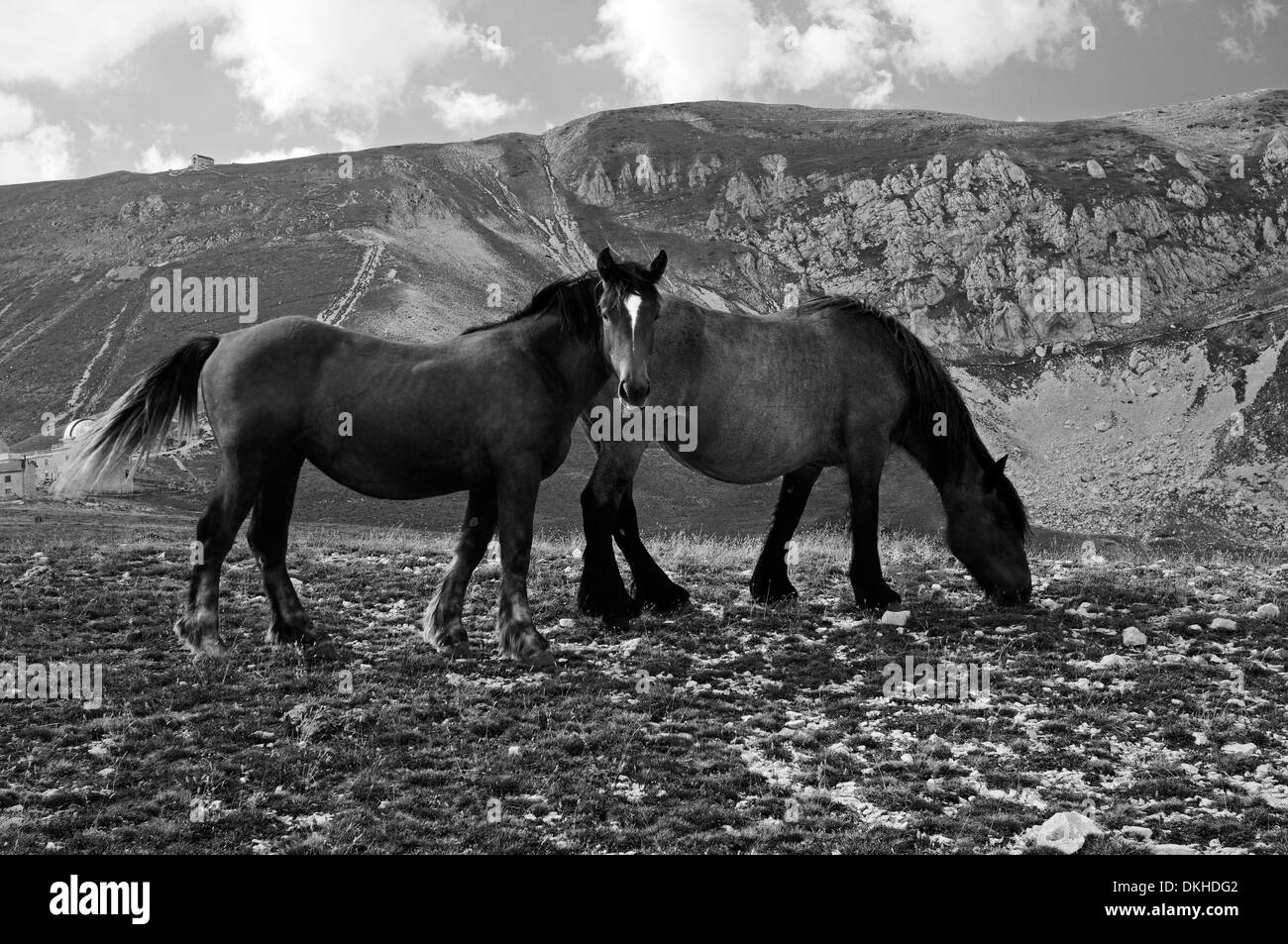 Mountain Horse chevaux Banque D'Images