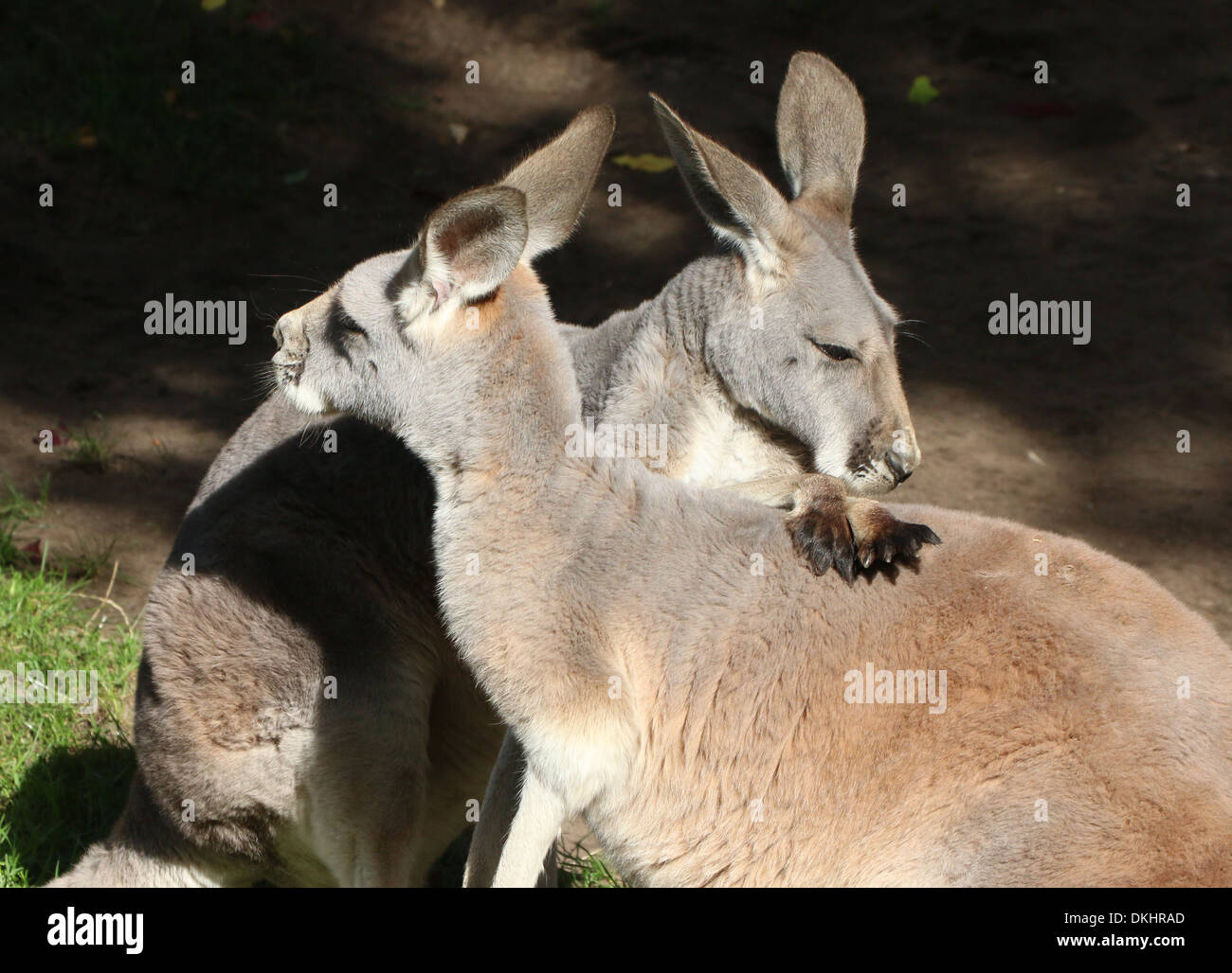 Portrait de deux duo (kangourous rouges Macropus rufus), l'un l'autre de toilettage apparemment le dos de kangourou Banque D'Images