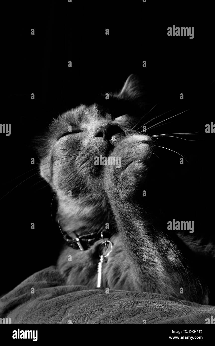 Femme, chat gris léchant sa patte. Banque D'Images