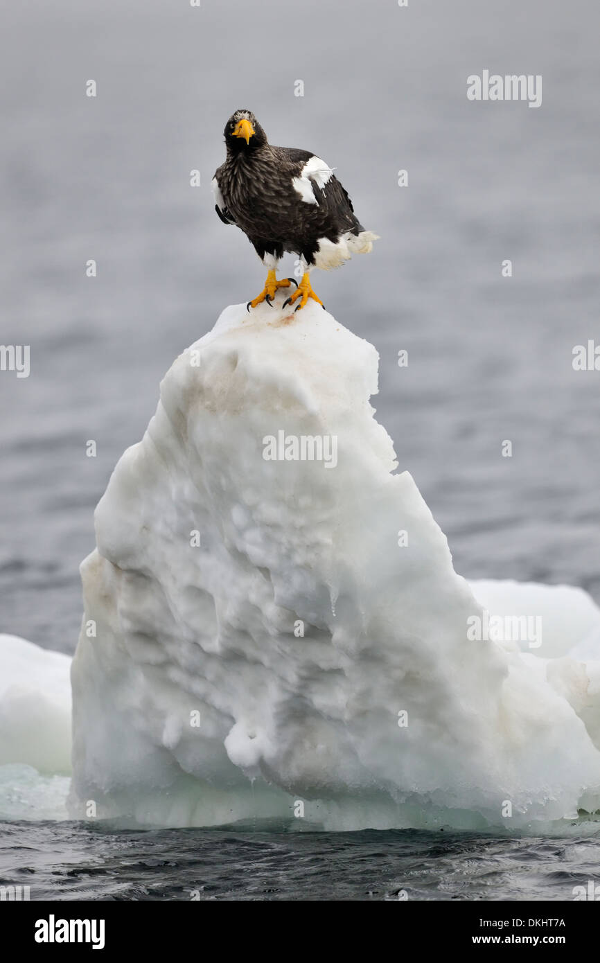 L'aigle de mer de Steller (Haliaeetus pelagicus) debout sur un bloc de glace flottant dans l'océan, Rausu, Hokkaido, Japon. Banque D'Images