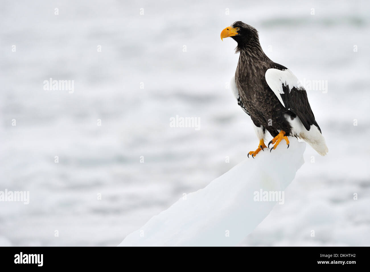 L'aigle de mer de Steller (Haliaeetus pelagicus) debout sur un bloc de glace sur la banquise, Rausu, Hokkaido, Japon. Banque D'Images