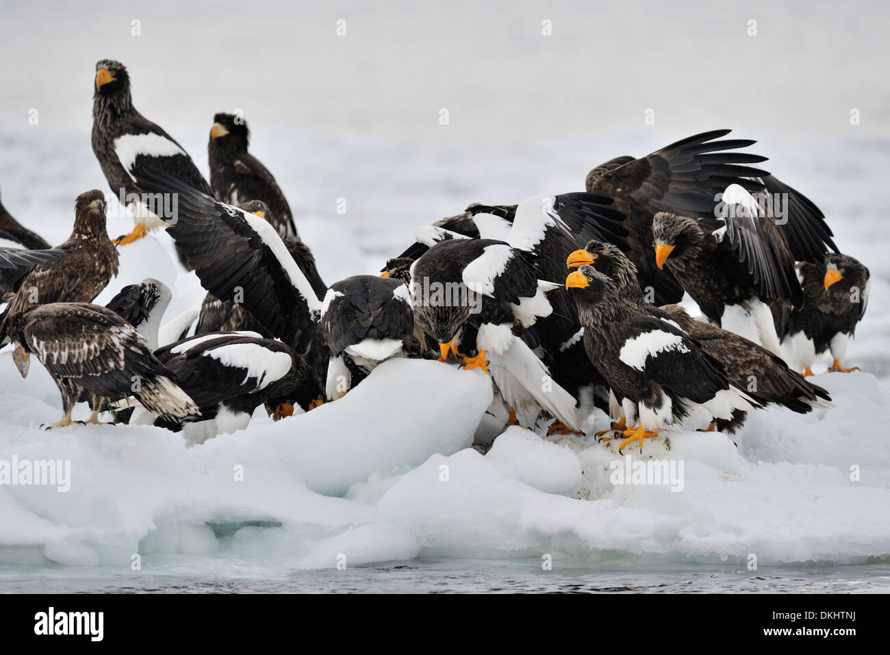 Group de mer de Steller (Haliaeetus pelagicus) Egles ensemble sur la banquise, Rausu, Hokkaido, Japon. Banque D'Images