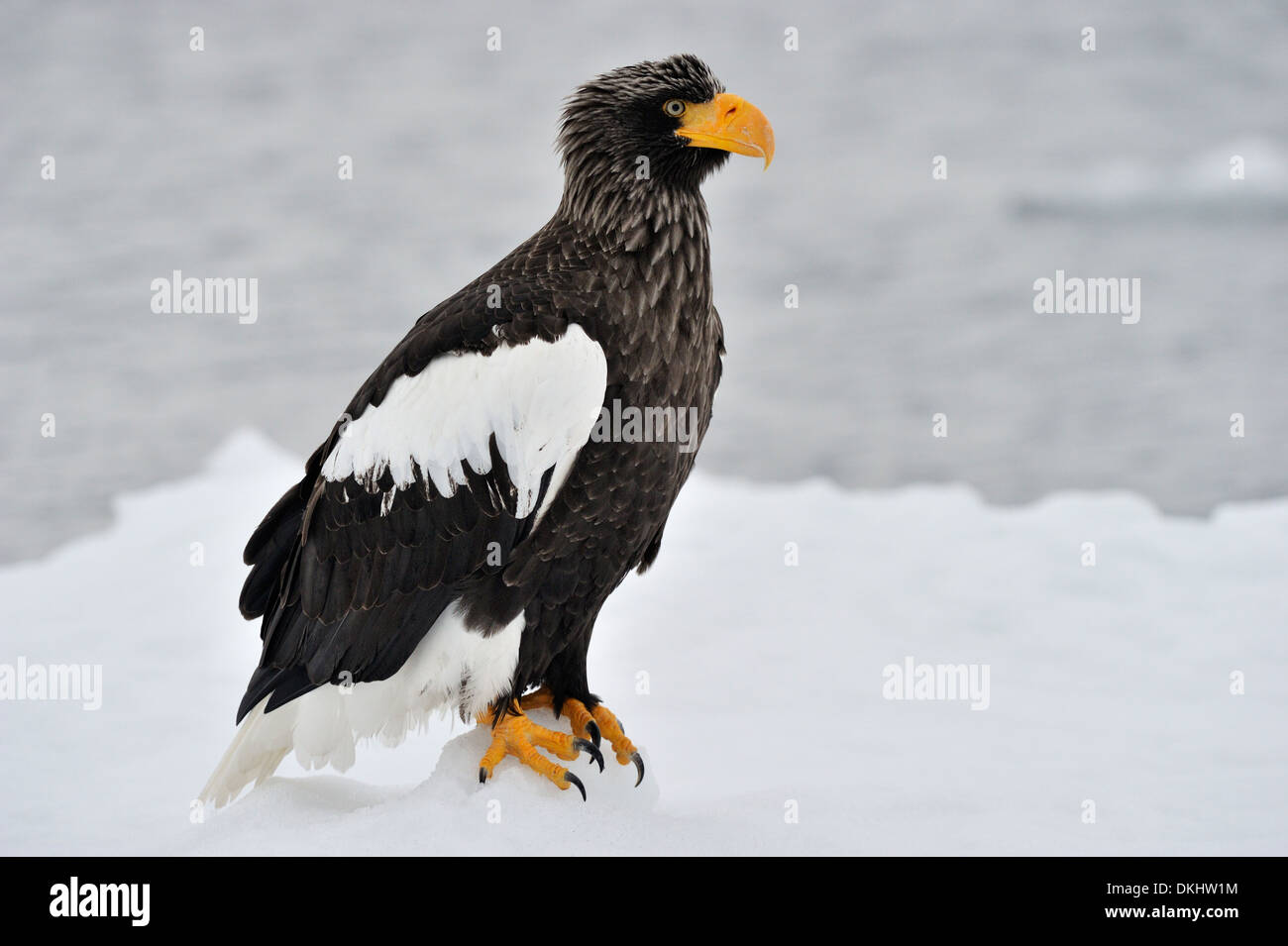 L'aigle de mer de Steller (Haliaeetus pelagicus) debout sur la banquise, Rausu, Hokkaido, Japon. Banque D'Images