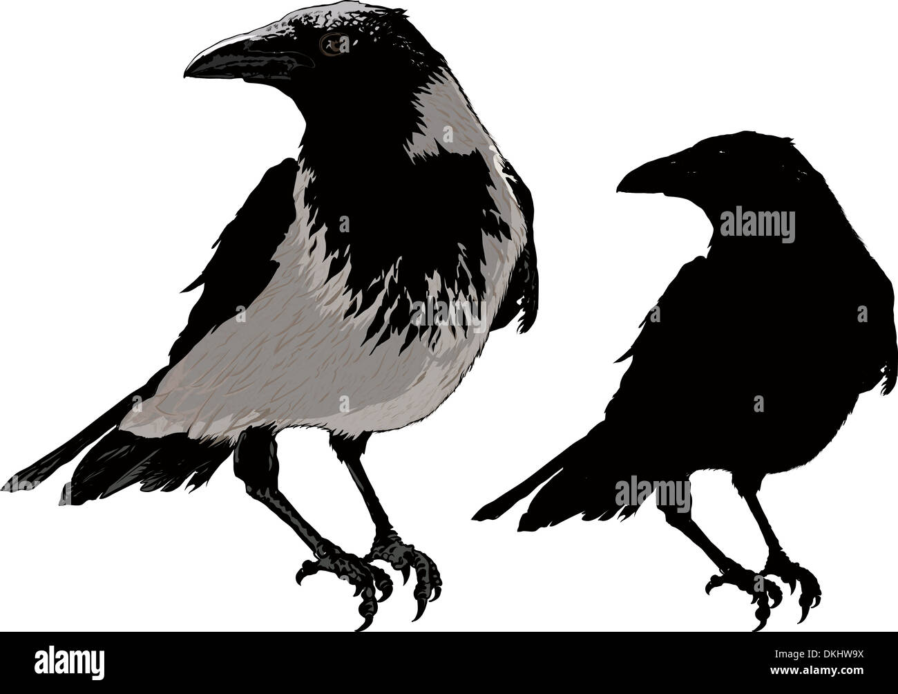 Corneilles noires Banque D'Images