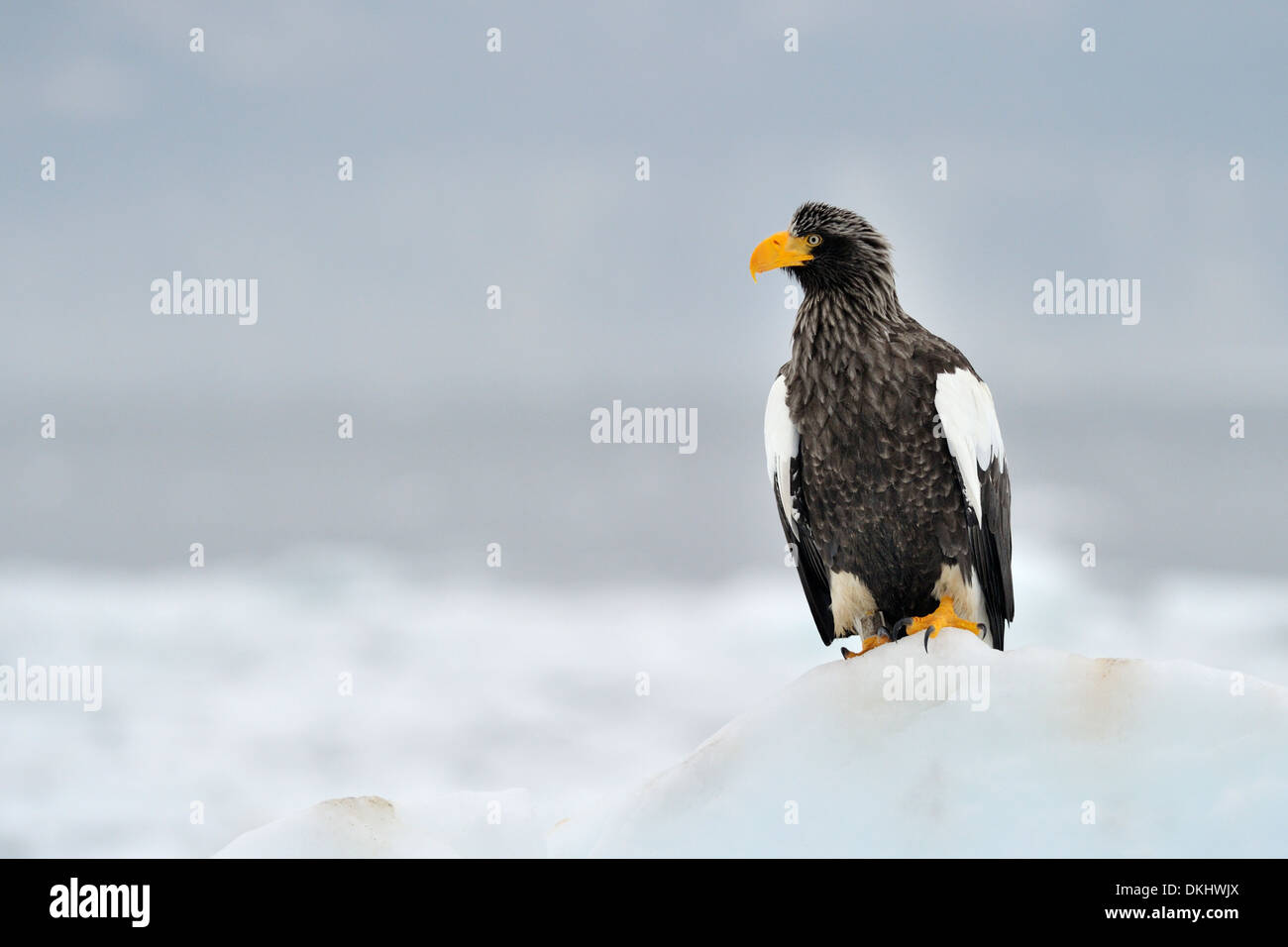 L'aigle de mer de Steller (Haliaeetus pelagicus) debout sur la banquise, Rausu, Hokkaido, Japon. Banque D'Images
