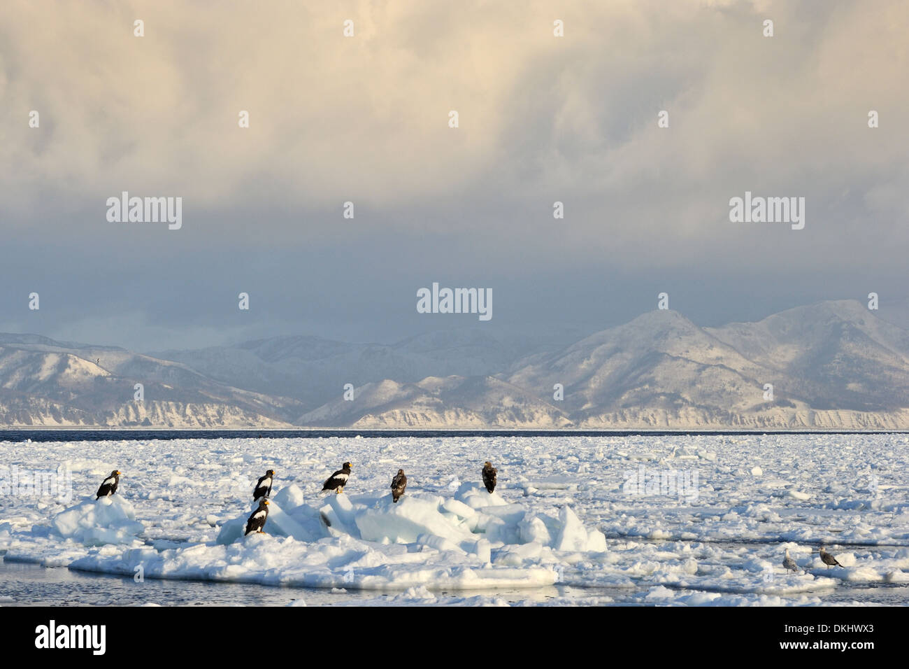 Plusieurs de mer de Steller blanche (Haliaeetus pelagicus) assis sur la banquise en face de côte d'Hokkaido, Rausu, Hokkaido, Japon. Banque D'Images