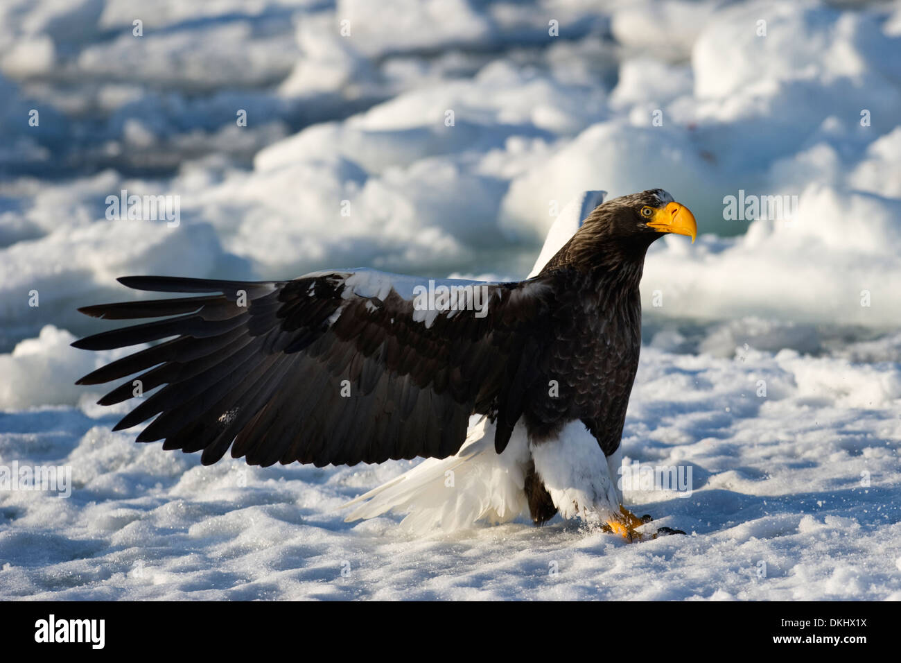 L'aigle de mer de Steller (Haliaeetus pelagicus) attraper des poissons sur la banquise, Rausu, Hokkaido, Japon. Banque D'Images