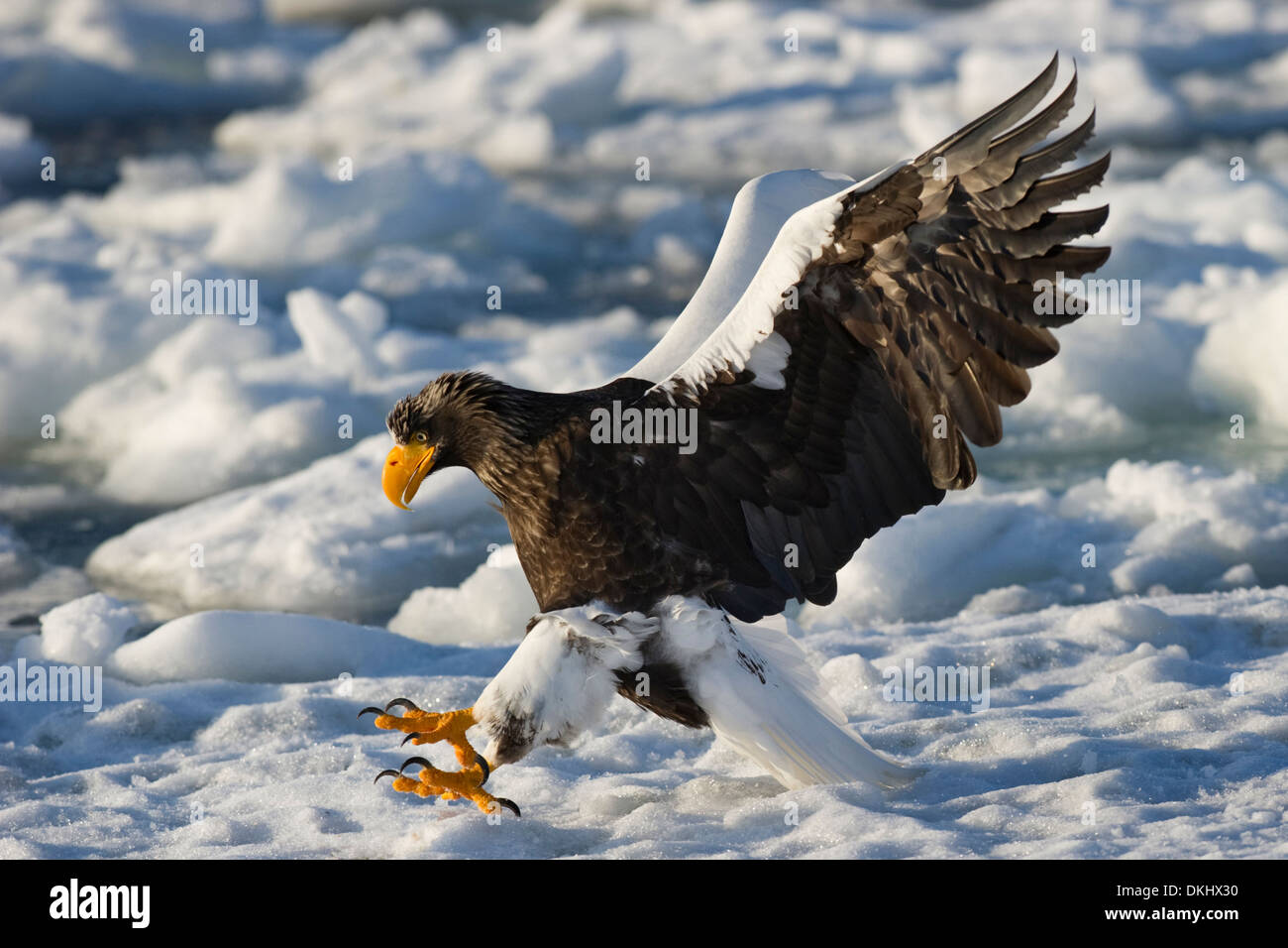 L'aigle de mer de Steller (Haliaeetus pelagicus) attraper des poissons sur la banquise, Rausu, Hokkaido, Japon. Banque D'Images