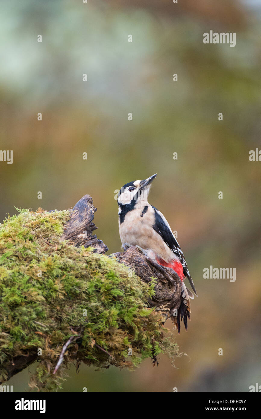 Grand Pic mar (Dendrocopus major) perché sur un journal moussue. Banque D'Images