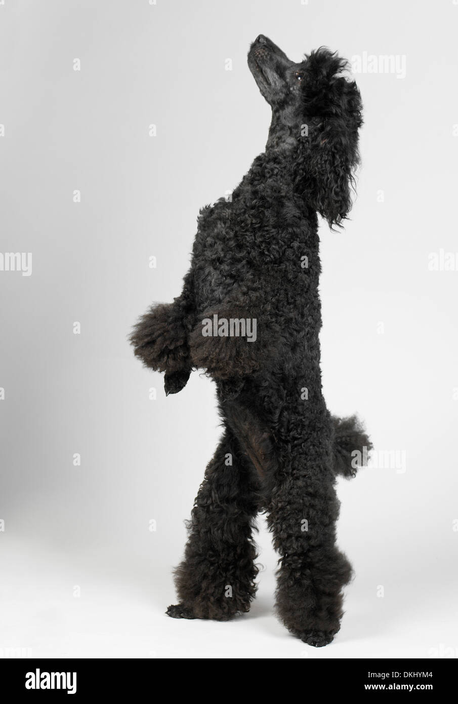 Caniche Miniature noir Banque D'Images