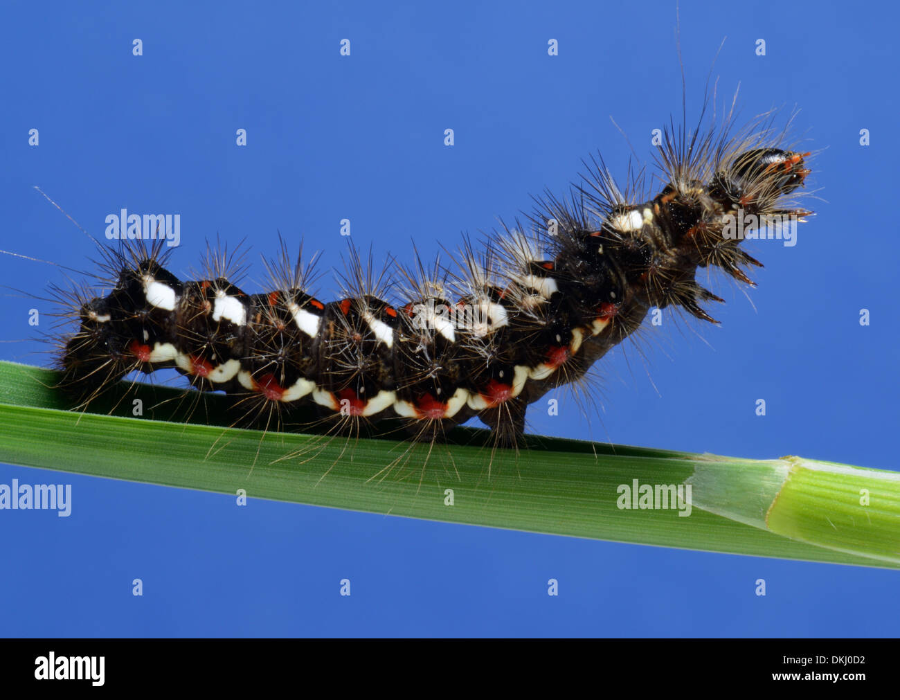 Close up of Grass Knot,la larve Acronicta rumicis,sur un brin d'herbe,Essex UK Banque D'Images