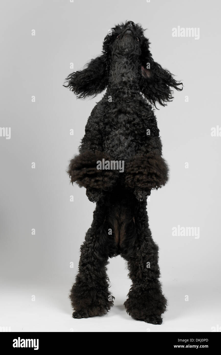 Caniche Miniature noir Banque D'Images