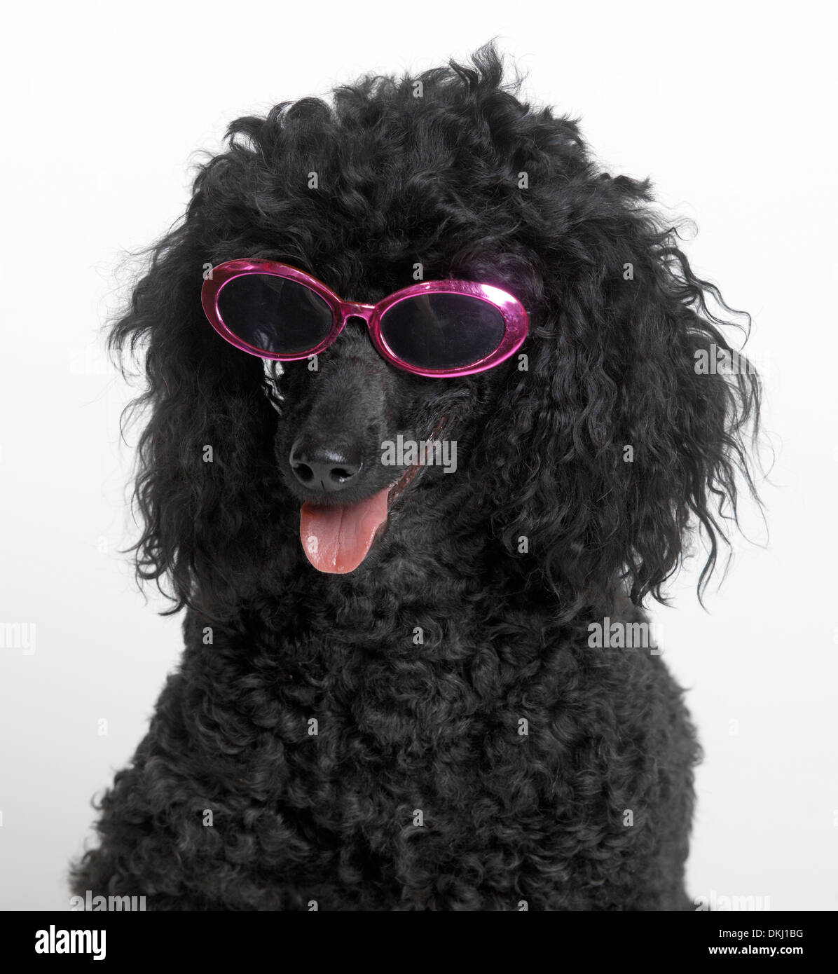 Caniche miniature Banque D'Images