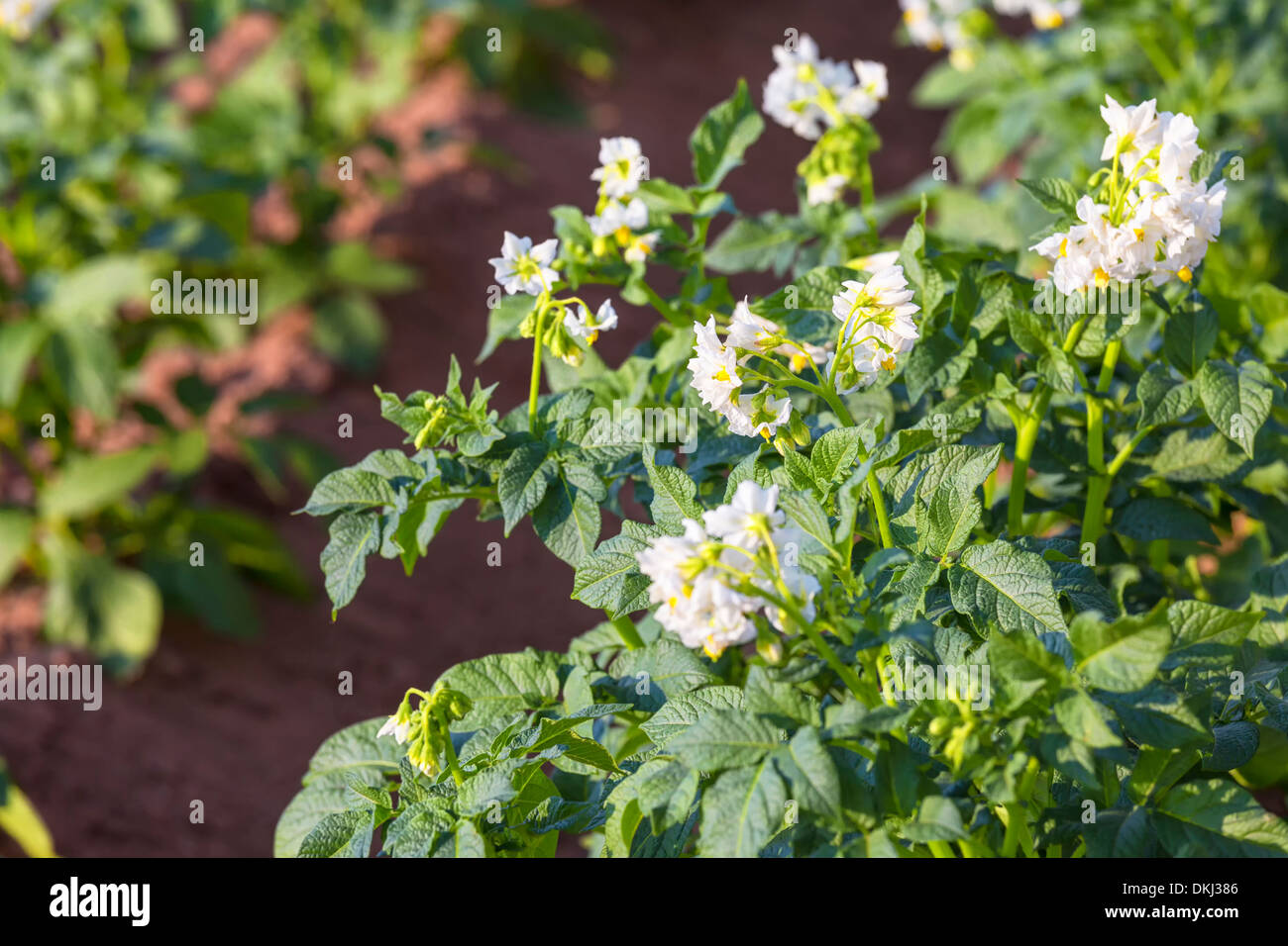 Pommes de plantes poussant dans un champ dans les régions rurales de l'île. Banque D'Images