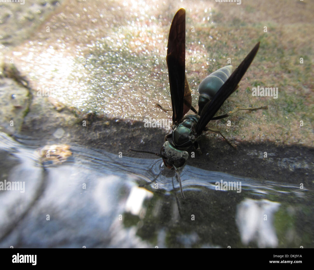 L'eau potable de l'abeille au Costa Rica Banque D'Images