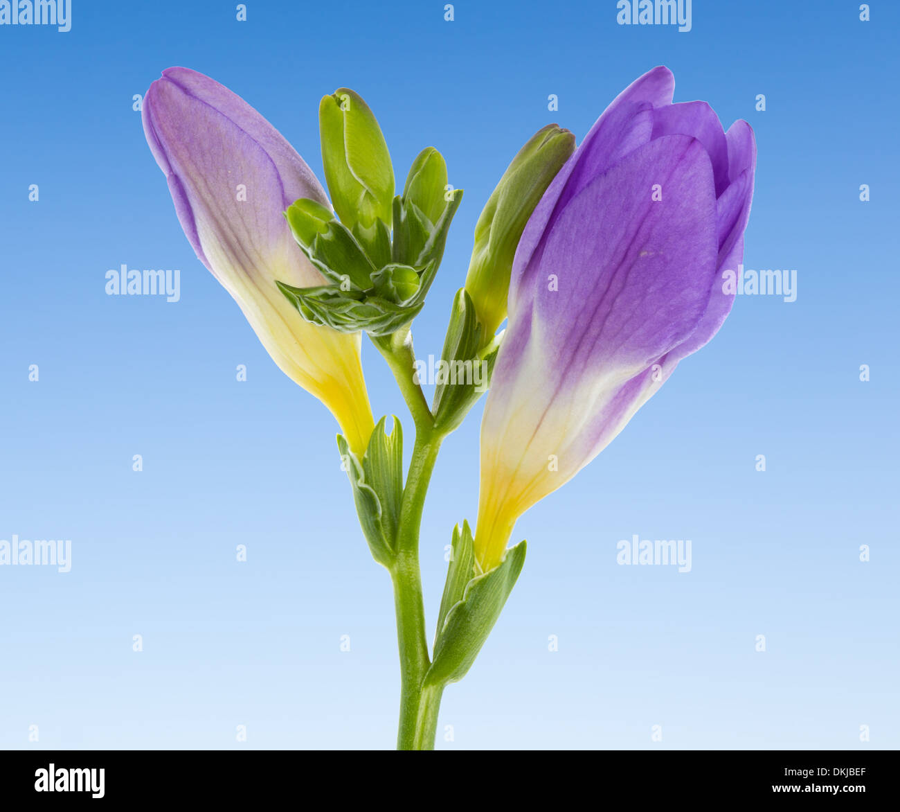 Goujon de blue vanda isolés contre un ciel bleu Banque D'Images
