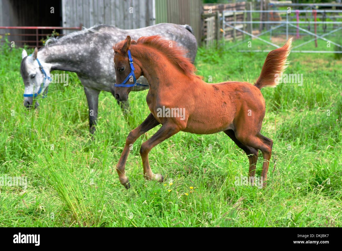 Poulain arabe baie caracolant gris pommelé avec mare arabe dans l'arrière-plan Banque D'Images