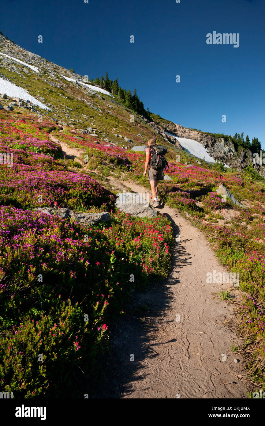 OREGON - Un goût de couleur vive et pinceau passant heather dans un pré le long du sentier Point McNeil Mount Hood Wilderness Banque D'Images